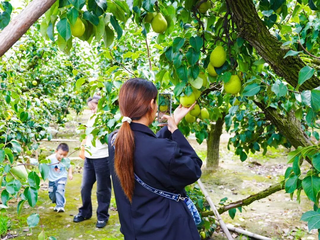 大纵湖,盐城文旅,大纵湖文旅,文旅集团,景点,旅游景区