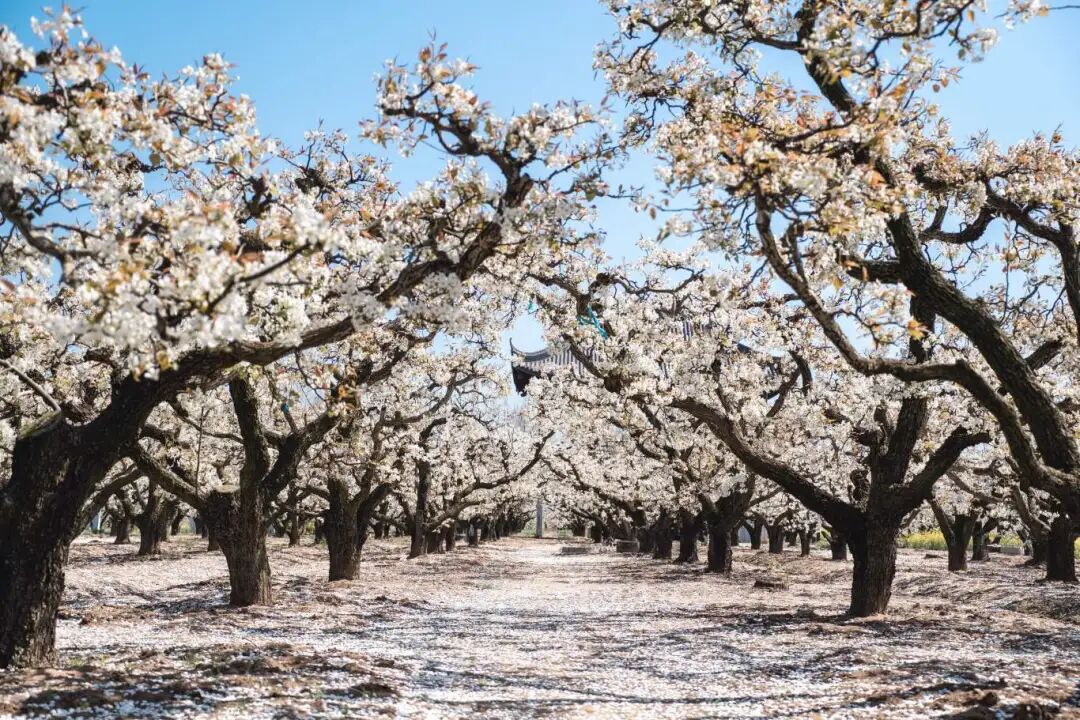 大纵湖,盐城文旅,大纵湖文旅,文旅集团,景点,旅游景区