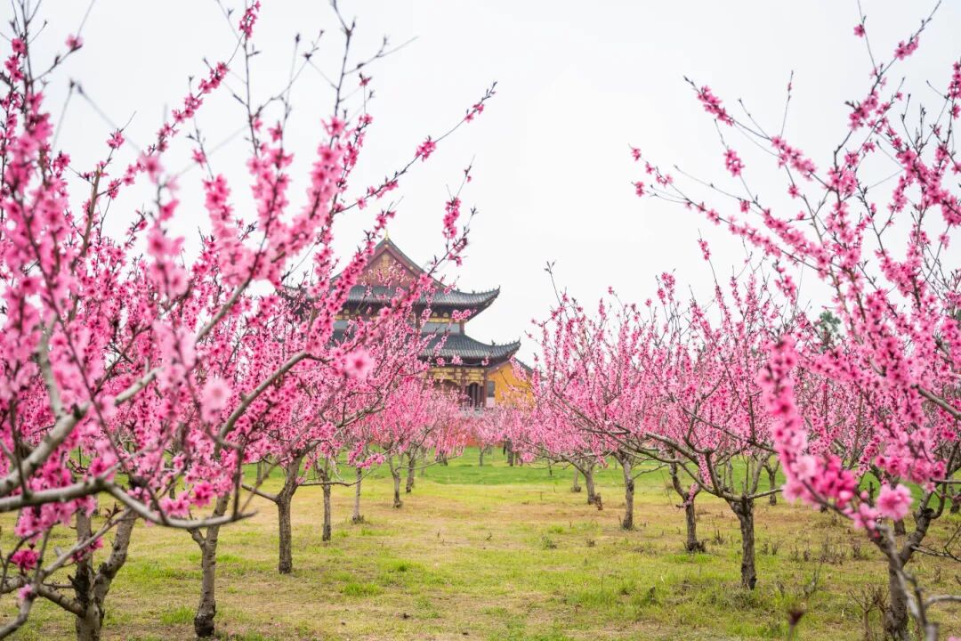 大纵湖,盐城文旅,大纵湖文旅,文旅集团,景点,旅游景区