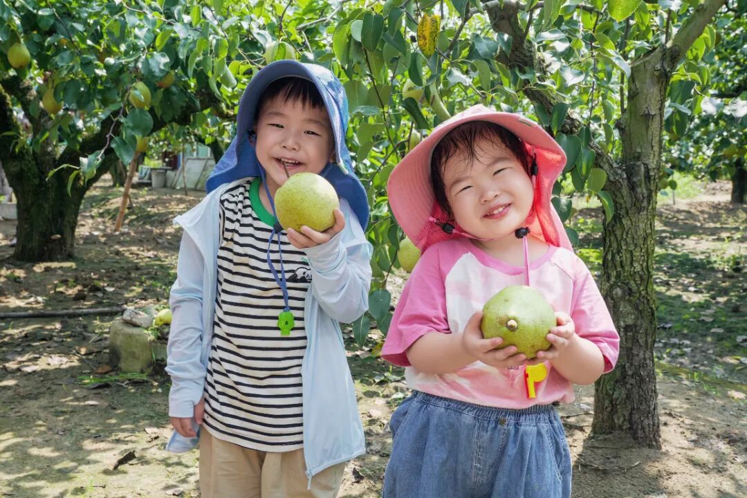 金秋采摘季摘梨.jpg